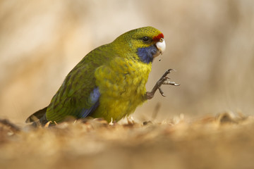 Green Rosella - Platycercus caledonicus or Tasmanian rosella is a species of parrot native to Tasmania and Bass Strait islands