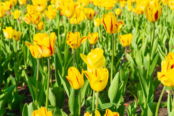 Obraz premium Holland tulips in spring season. Field with tulips in the Netherlands.
