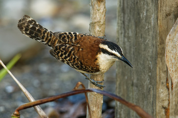Rufous-naped wren - Campylorhynchus rufinucha is songbird of the family Troglodytidae, the wrens. It is a resident breeding species from central-southwest Mexico to northwestern Costa Rica