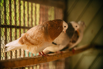 pigeons sitting on branch in cage