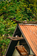 Pigeons on the top of the roof