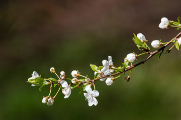 Wild cherry blossoms on a tree