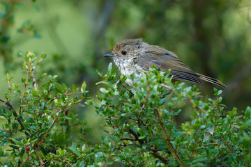 Brown Thornbill - Acanthiza pusilla  passerine bird found in eastern and south-eastern Australia, including Tasmania, feeds on insects