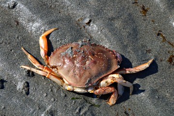 Dungeness crab on wet sandy beach on Vancouver Island