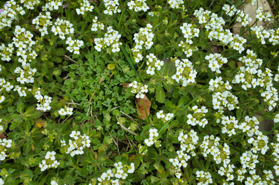 Glade of white flowers in nature. Arabis Caucasian.