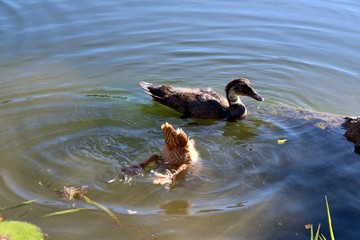 Beige and dark coloured ducklings swimming - one with his head beneath the water looking for food