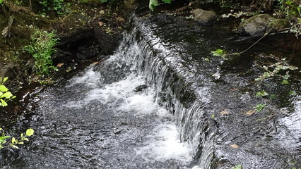flora y fauna de galicia 