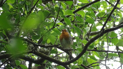 flora y fauna de galicia 