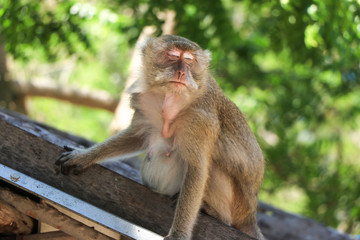 A monkey with closed eyes sits on the roof