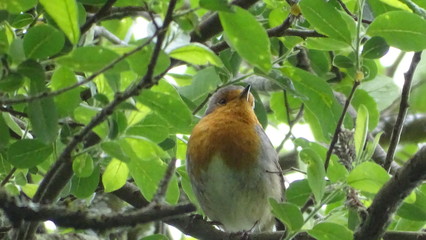 flora y fauna de galicia 