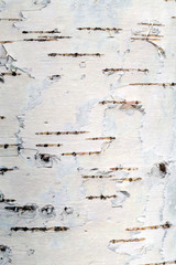 Birch bark closeup