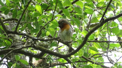 flora y fauna de galicia 