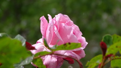 Obraz premium flora y fauna de galicia 