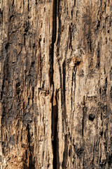 Natural wood texture