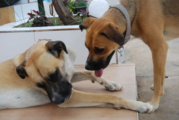 Brother and Sister Boxer-Cross Canines Playing