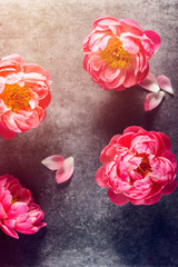 Bunch of amazing pink peonies on dark background. Card Concept, copy space for text