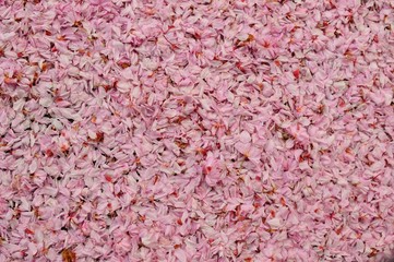 Pink Girly Background Cherry Blossom Flower Petals Full Frame