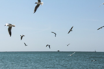 Fototapeta na wymiar seagull on the seashore in flight