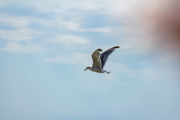 Fototapeta na wymiar seagull on the seashore in flight
