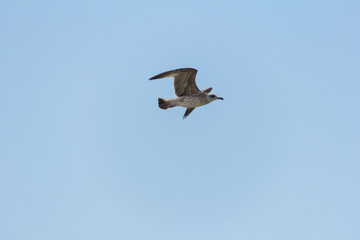 seagull on the seashore in flight