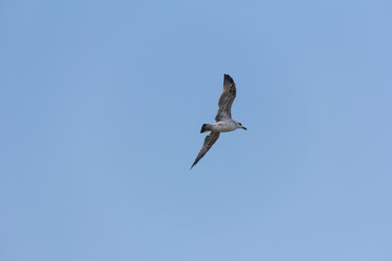 seagull on the seashore in flight