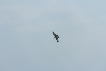 seagull on the seashore in flight