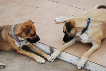 Brother and Sister Boxer-Cross Canines Playing