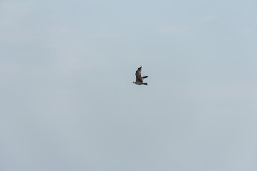 seagull on the seashore in flight