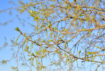 Young foliage of poplar.