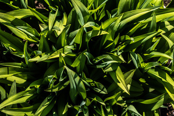 Fototapeta premium Fresh green plant leaves texture background with dense natural foliage.