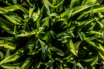 Green leaves texture