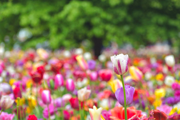 Colorful tulip field, summer flowerwith green leaf with blurred flower as background