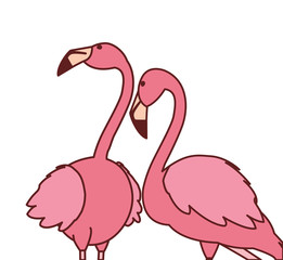exotic pink flemish couple birds with romantic pose