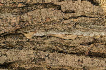 Texture wood scratches and cracks, background