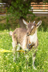 Fototapeta premium Ruminant ruminant. Brown goat with horns. Cattle in the village. Muzzle goat close-up. Pasture in the summer. Field with grass and wildflowers. Rural life. Cloven-hoofed pet.