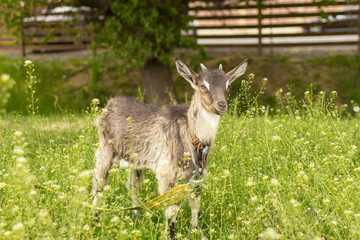 Fototapeta premium Ruminant ruminant. Brown goat with horns. Cattle in the village. Muzzle goat close-up. Pasture in the summer. Field with grass and wildflowers. Rural life. Cloven-hoofed pet.