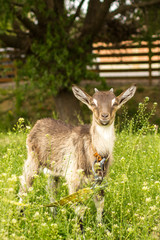 Ruminant ruminant. Brown goat with horns. Cattle in the village. Muzzle goat close-up. Pasture in the summer. Field with grass and wildflowers. Rural life. Cloven-hoofed pet.