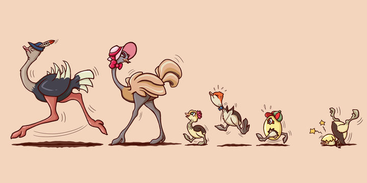 Ostrich family walk
