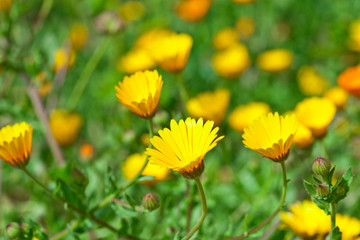 Green field with yellow spring flowers.