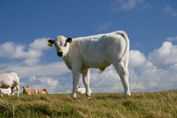 Obraz premium Dairy cows on Mainland Orkney, Scotland, UK, against a blue sky with white clouds