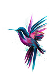 Watercolor Hummingbird flying and isolated on white background. Rainbow bird. Tropical colibri watercolor illustration.