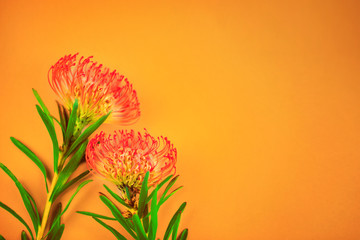 Two bright red tropical flowers laying on orange background with copy space for text. Close up,...
