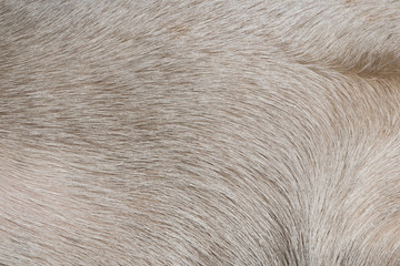 White dog hair texture
