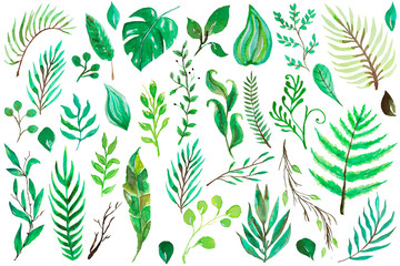 set of watercolor green branches and leaves, hand drawn  design elements