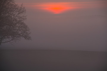 sonnenaufgang bei nebel mit baum