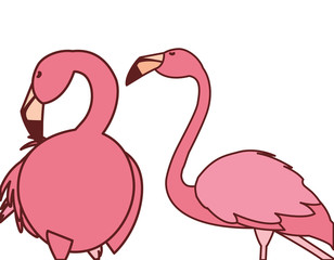 exotic pink flemish couple birds with heads up
