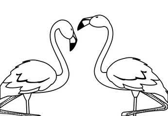 exotic flemish couple birds with heads up