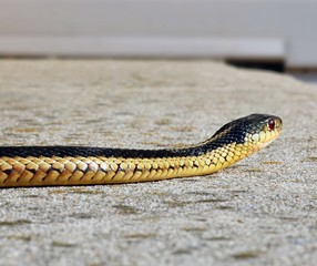 Close up of Common Garter Snake sunning on concrete