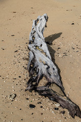 Driftwood on the beach