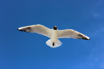 Obraz premium Seagull flying over the beach seen from the beach